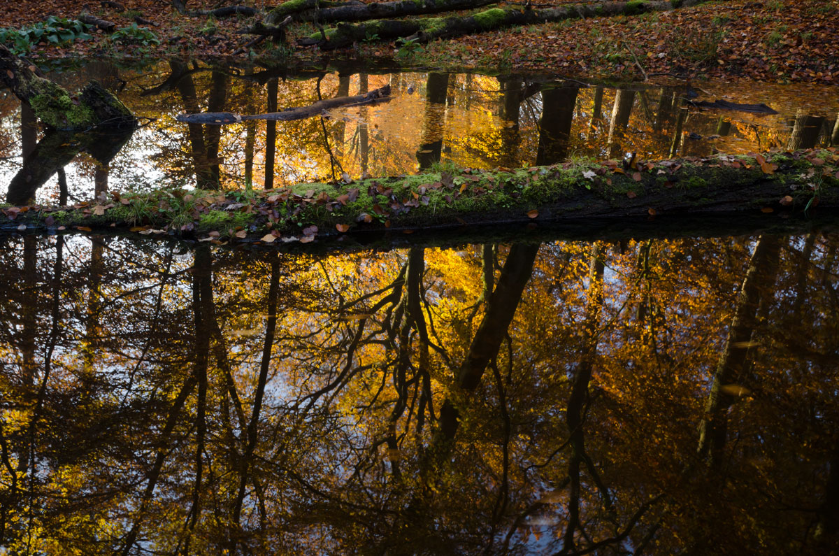 Zondag 29 november: Meditatie